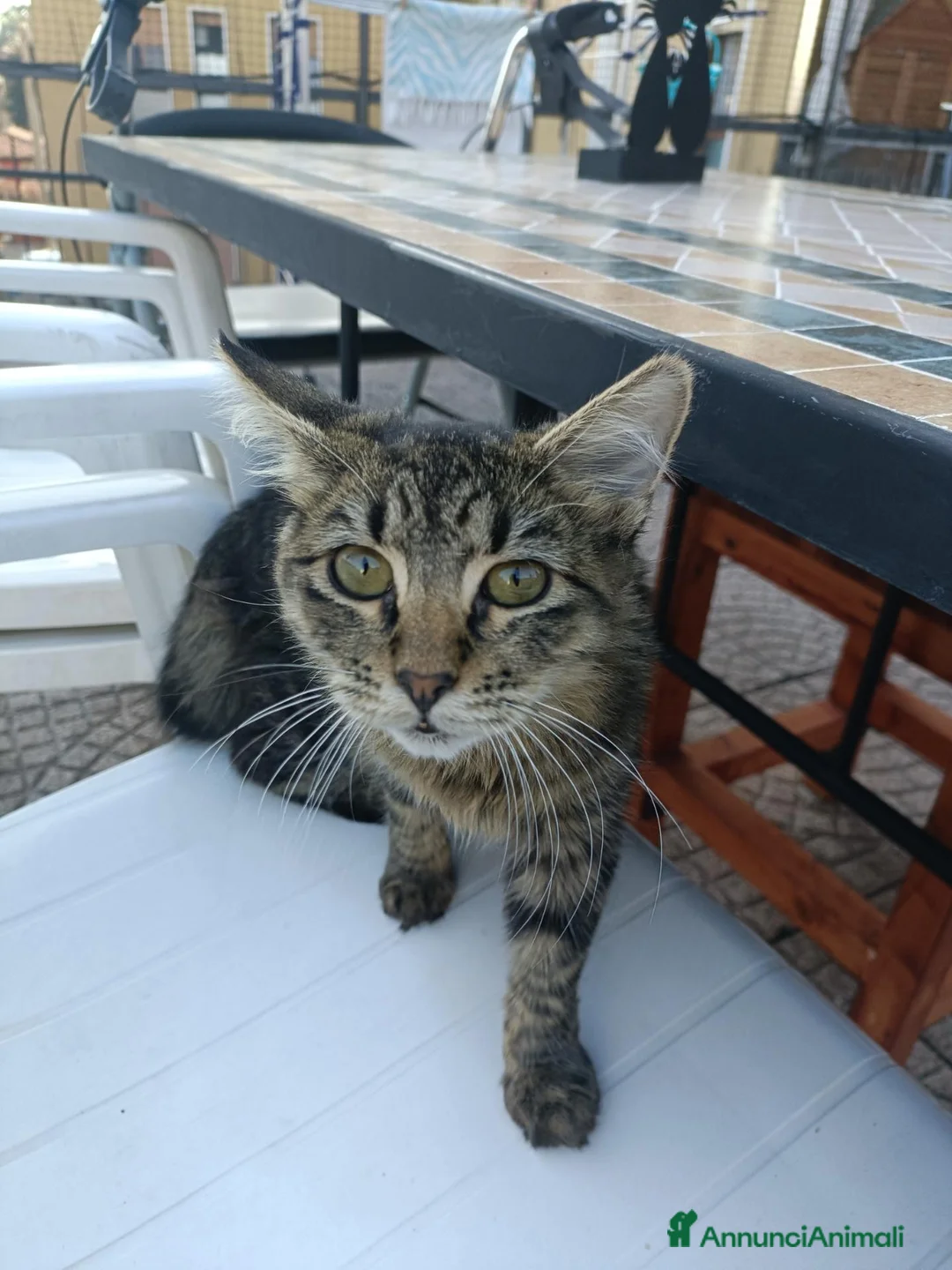 Meticcio gatti in regalo: Foxye - Annuncio 1