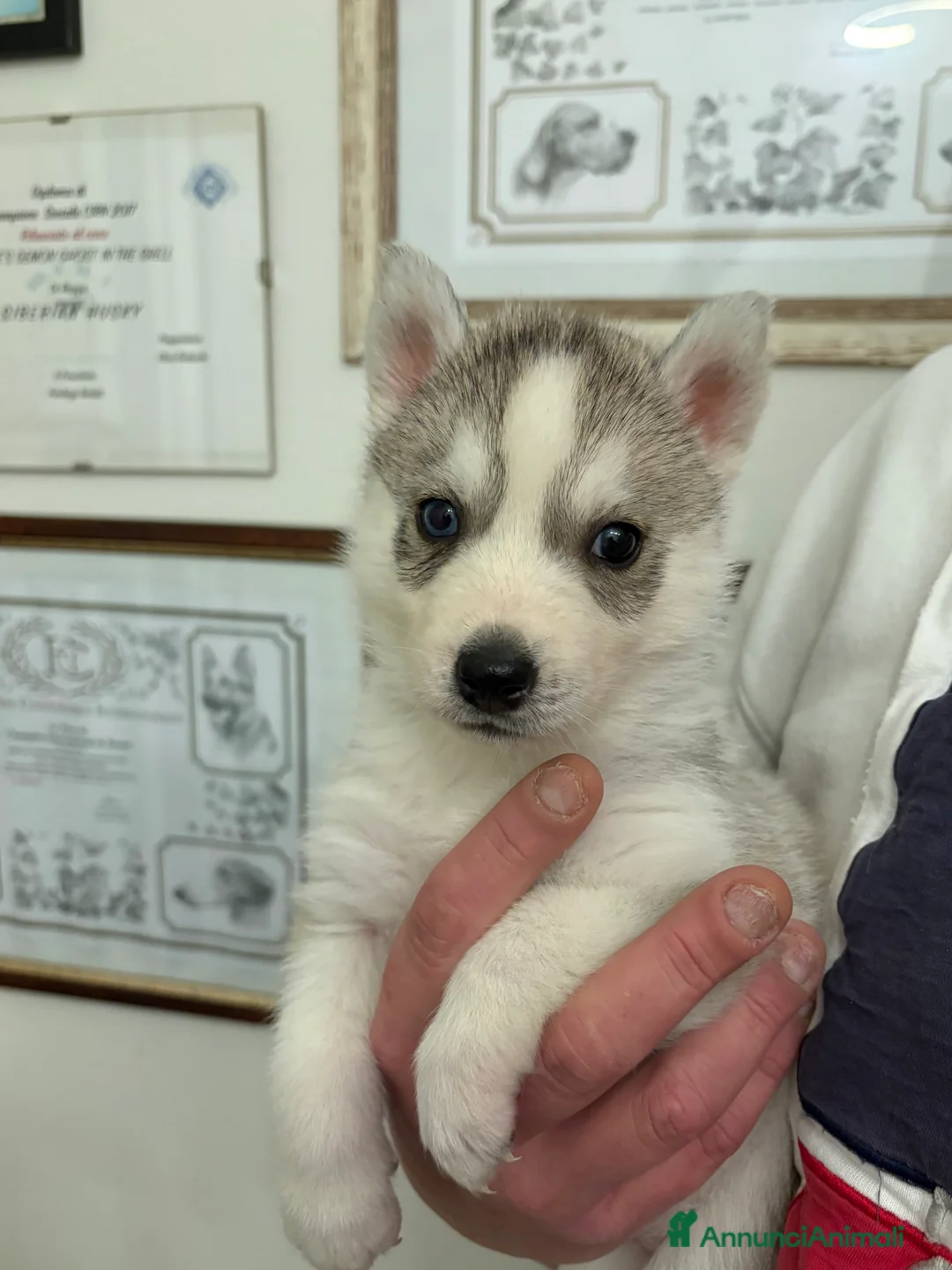 Husky cani in vendita: Siberian Husky, cuccioli alta genealogia  - Annuncio 3
