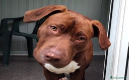 Bull Terrier cani in regalo: APACHE, cucciolo di American Pit Bull Terrier a Provincia di Latina - Immagine 1