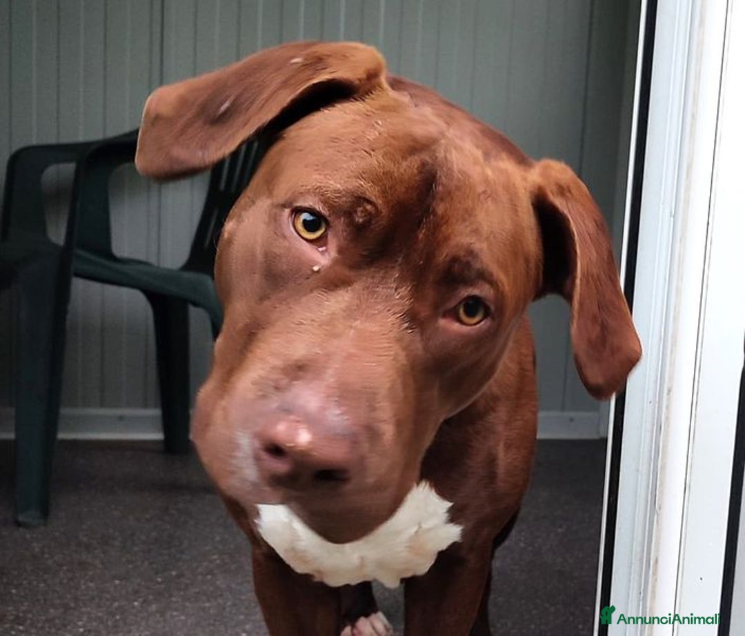 Bull Terrier cani in regalo: APACHE, cucciolo di American Pit Bull Terrier a Provincia di Latina - Immagine 1