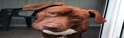 Bull Terrier cani in regalo: APACHE, cucciolo di American Pit Bull Terrier a Provincia di Latina - Annuncio 1