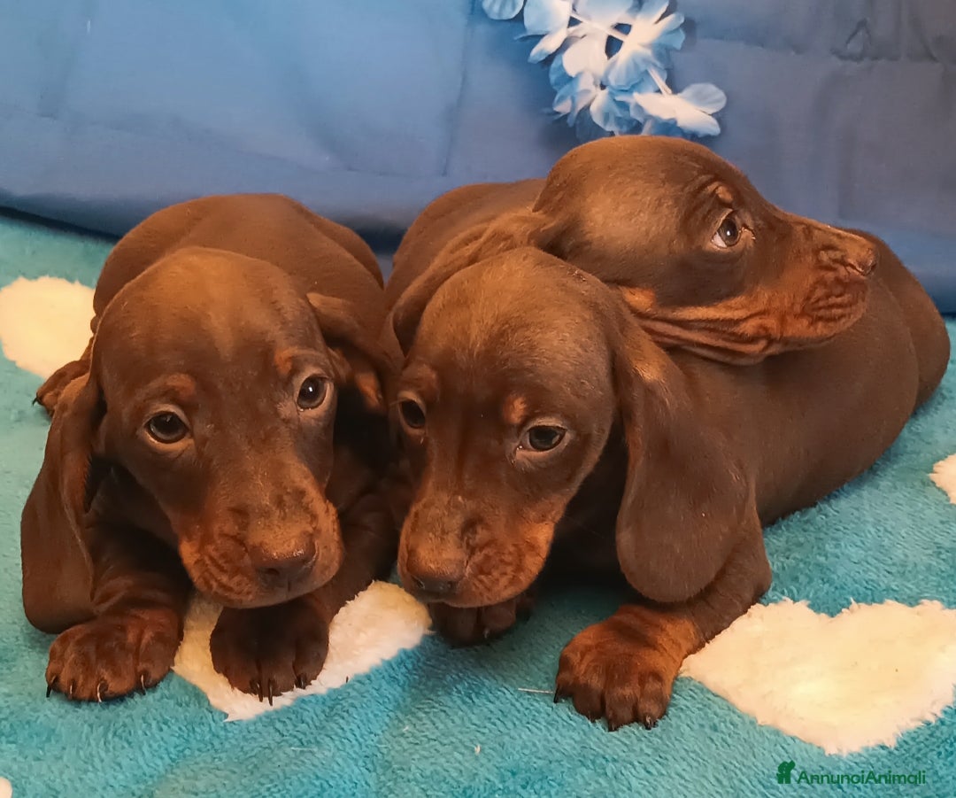 Bassotto cani Cuccioli bassotto disponibili subito.  - Annuncio 23