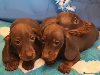 Bassotto cani Cuccioli bassotto disponibili subito. - Annuncio 23