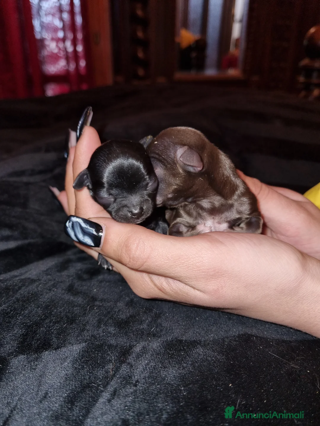 Chihuahua cani in vendita: Cuccioli di chihuahua toy  - Annuncio 11