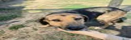 Meticcio cani in regalo: Lulù, strepitosa simil Pastore Tedesco  - Annuncio 9