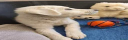 Meticcio cani in regalo: Tenero Romolo  - Annuncio 7