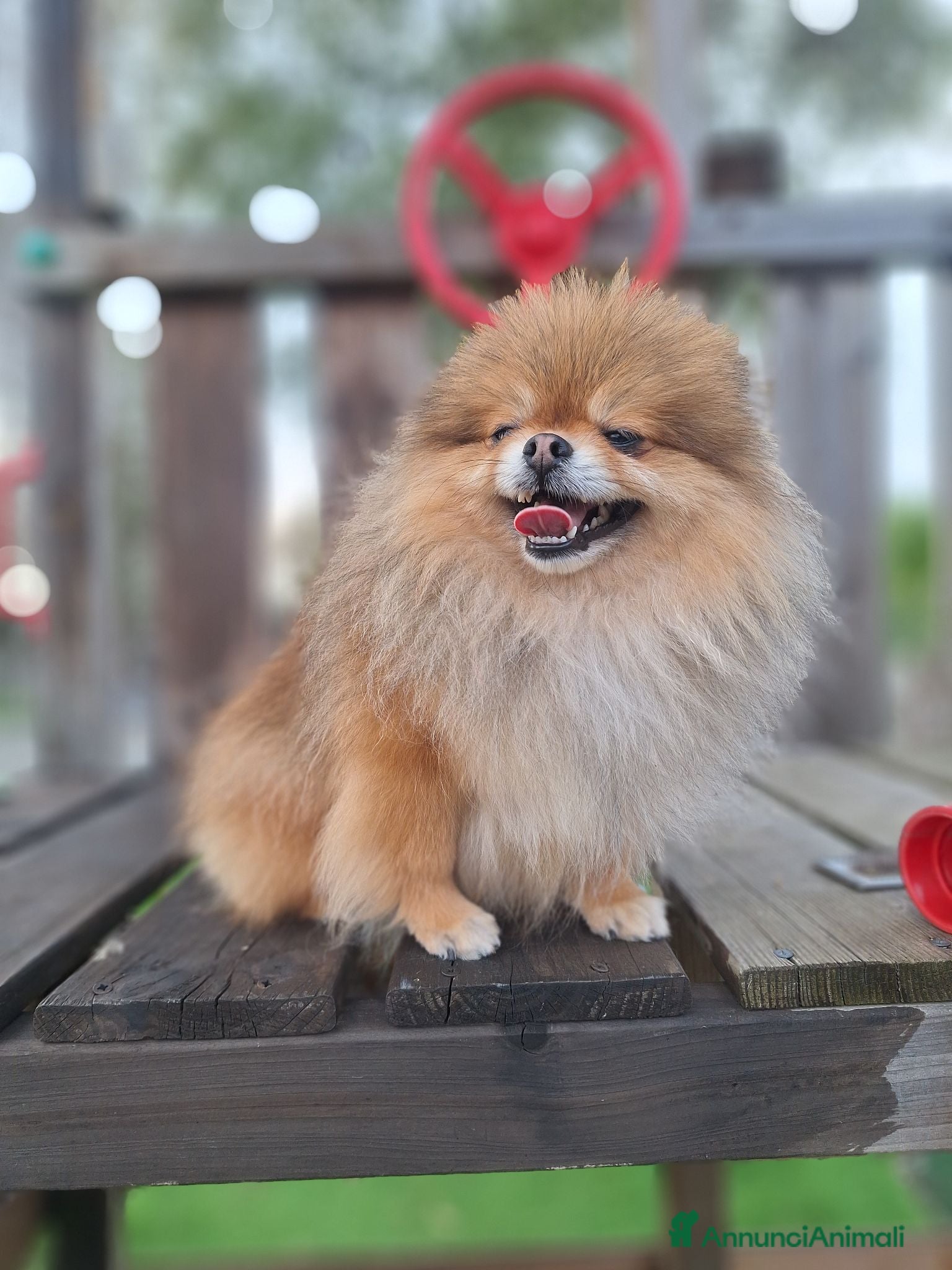 Spitz cani Cucciolo di spitz tedesco nano  - Annuncio 2