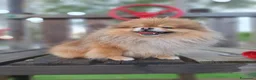 Spitz cani in vendita: Cucciolo di spitz tedesco nano  a Provincia di Latina - Annuncio 1