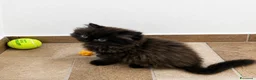 Persiano gatti in vendita: Persiano - Annuncio 2
