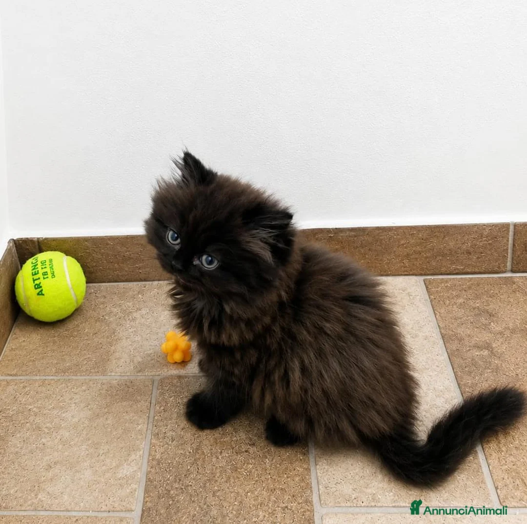Persiano gatti in vendita: Persiano - Annuncio 2