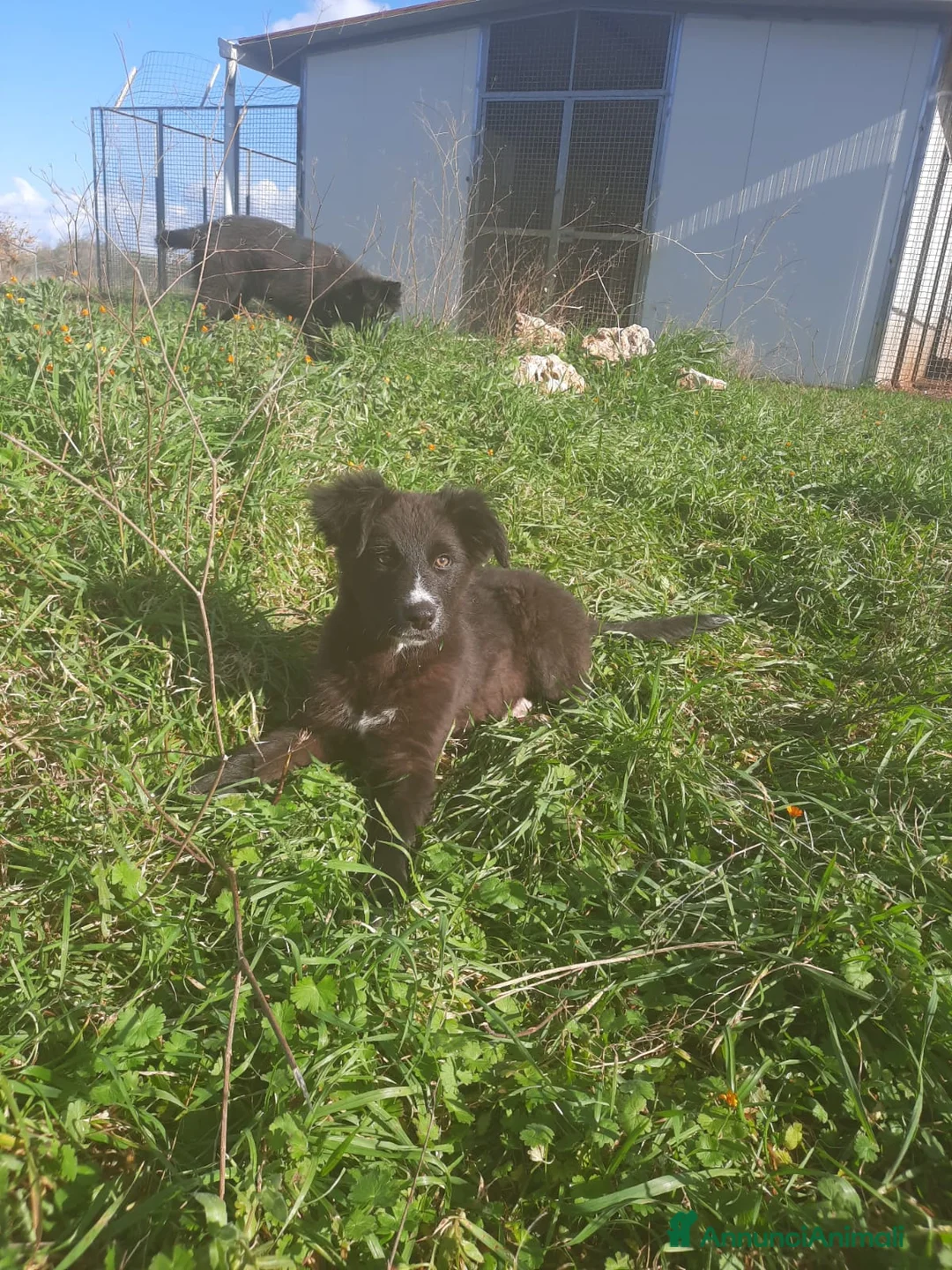 Meticcio cani in regalo: 4 cuccioli in cerca di casa  - Annuncio 7