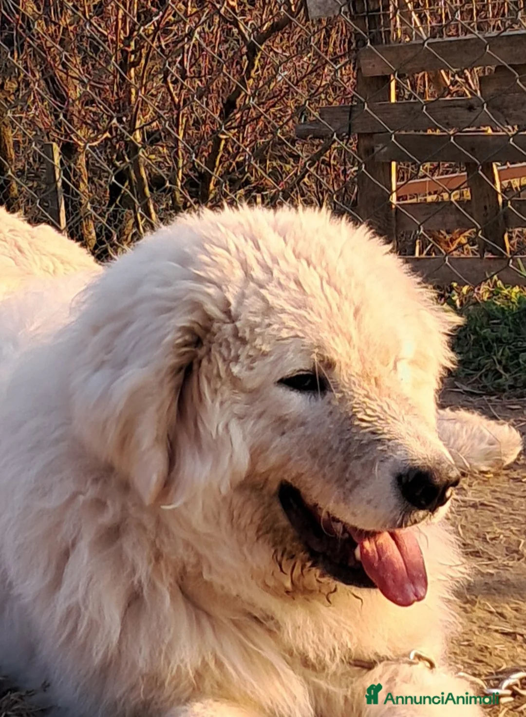 Pastore Maremmano cani in vendita: spettacolari cuccioli di Pastore marem. Abruzzese  - Annuncio 24