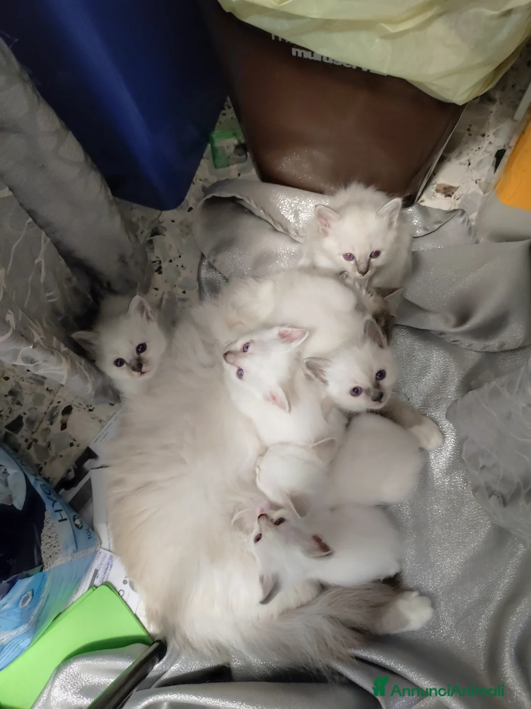 Sacro di Birmania gatti in vendita: Sacro di Birmania  - Annuncio 9