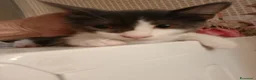 Europeo gatti in regalo: Gattina dolce - Annuncio 5