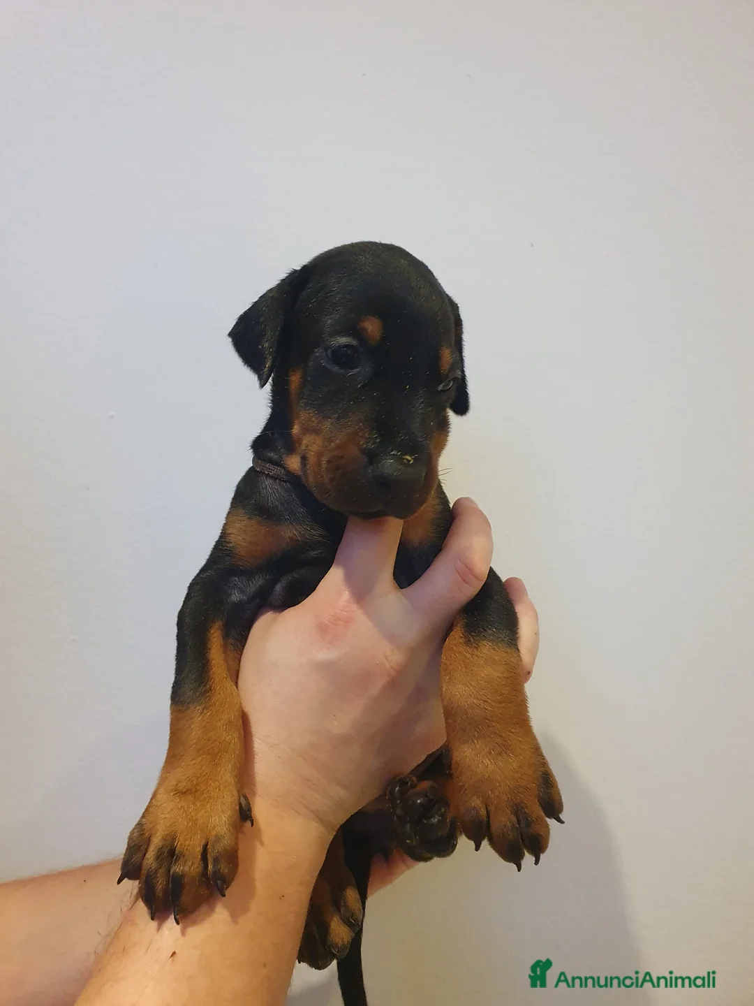 Dobermann cani in vendita: Cuccioli di Dobermann - Annuncio 13