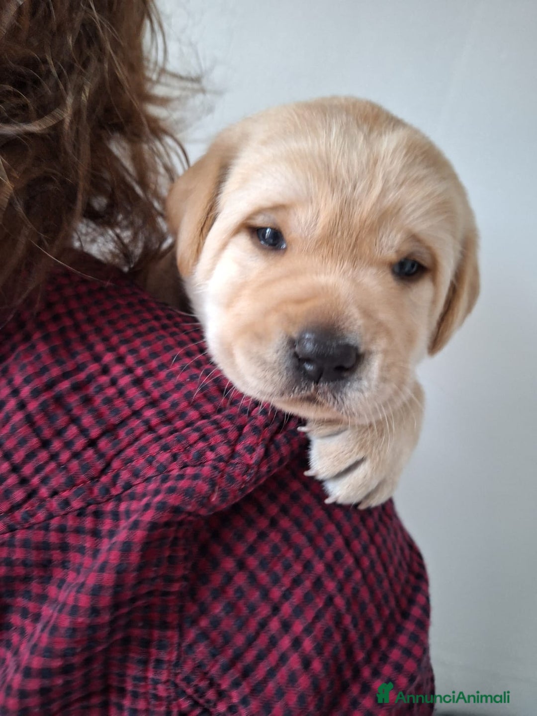 Labrador cani in vendita: cuccioli labrador provincia di Grosseto  - Annuncio 6