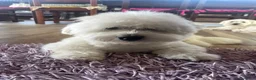 Coton de Tulear cani per accoppiamento: Maschio di Coton de Tulear per accoppiamento a Provincia di Cuneo - Annuncio 1