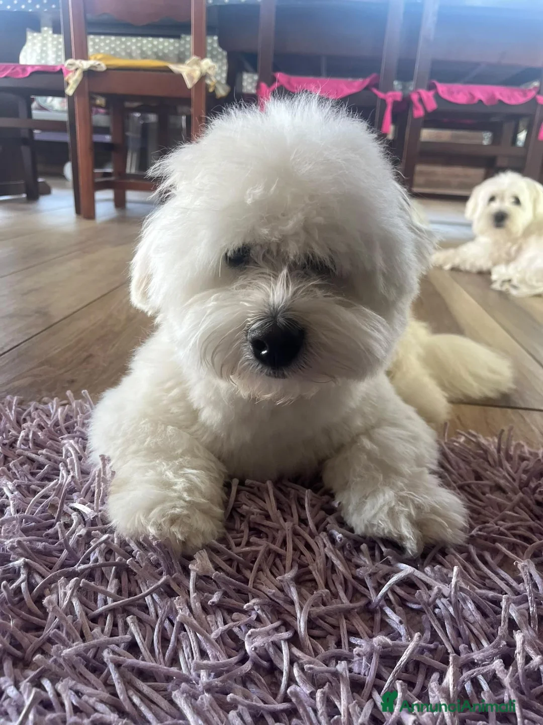 Coton de Tulear cani per accoppiamento: Maschio di Coton de Tulear per accoppiamento a Provincia di Cuneo - Annuncio 1