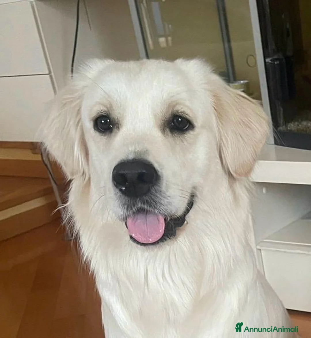 Golden Retriever cani in vendita: Cuccioli di Golsen Retriver  - Annuncio 8