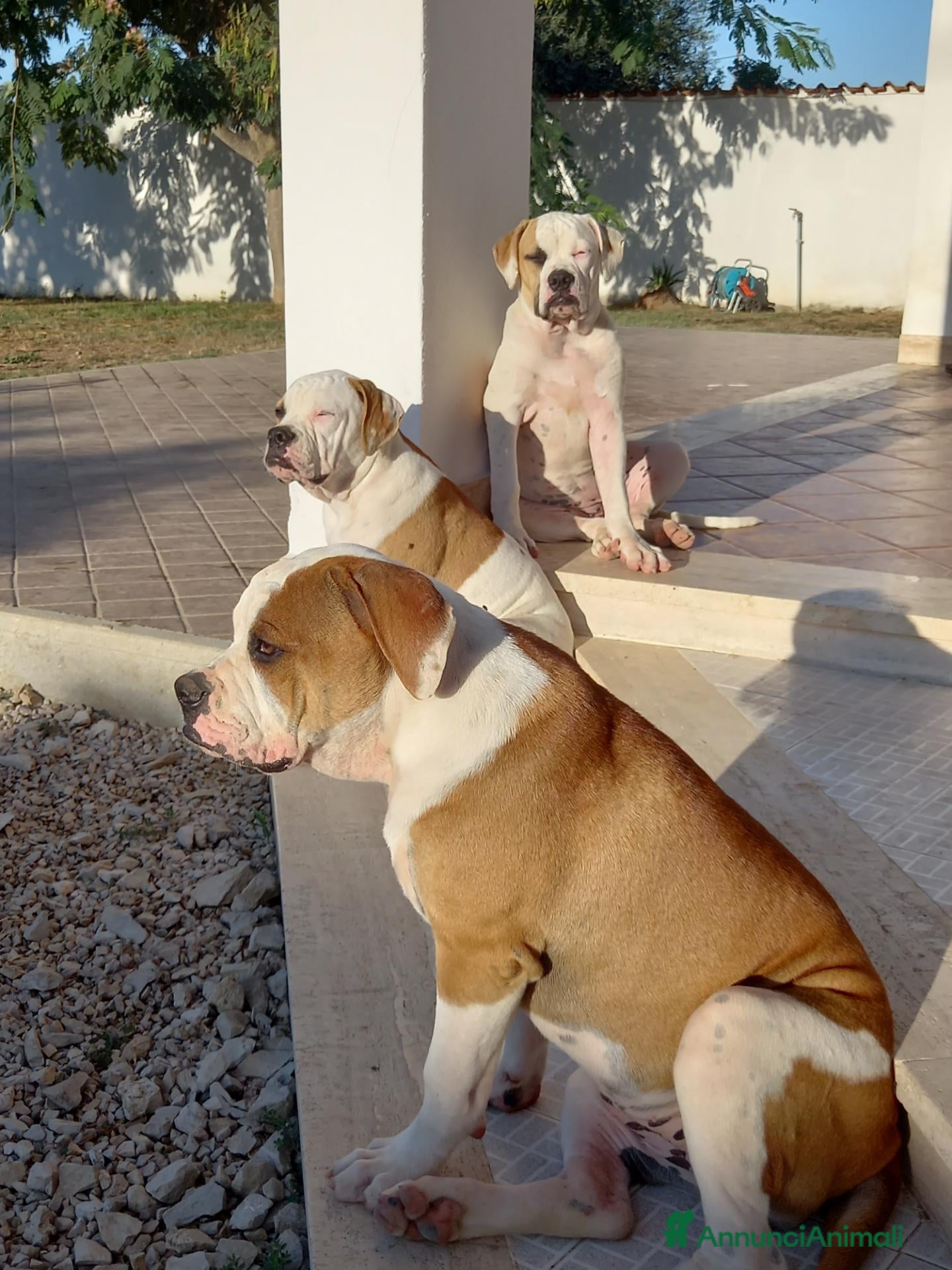 Bulldog cani Cucciolo American bulldog  - Annuncio 1