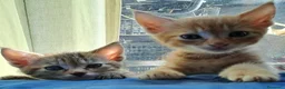 Europeo gatti in regalo: Splendidi gattini cercano casa - Annuncio 3