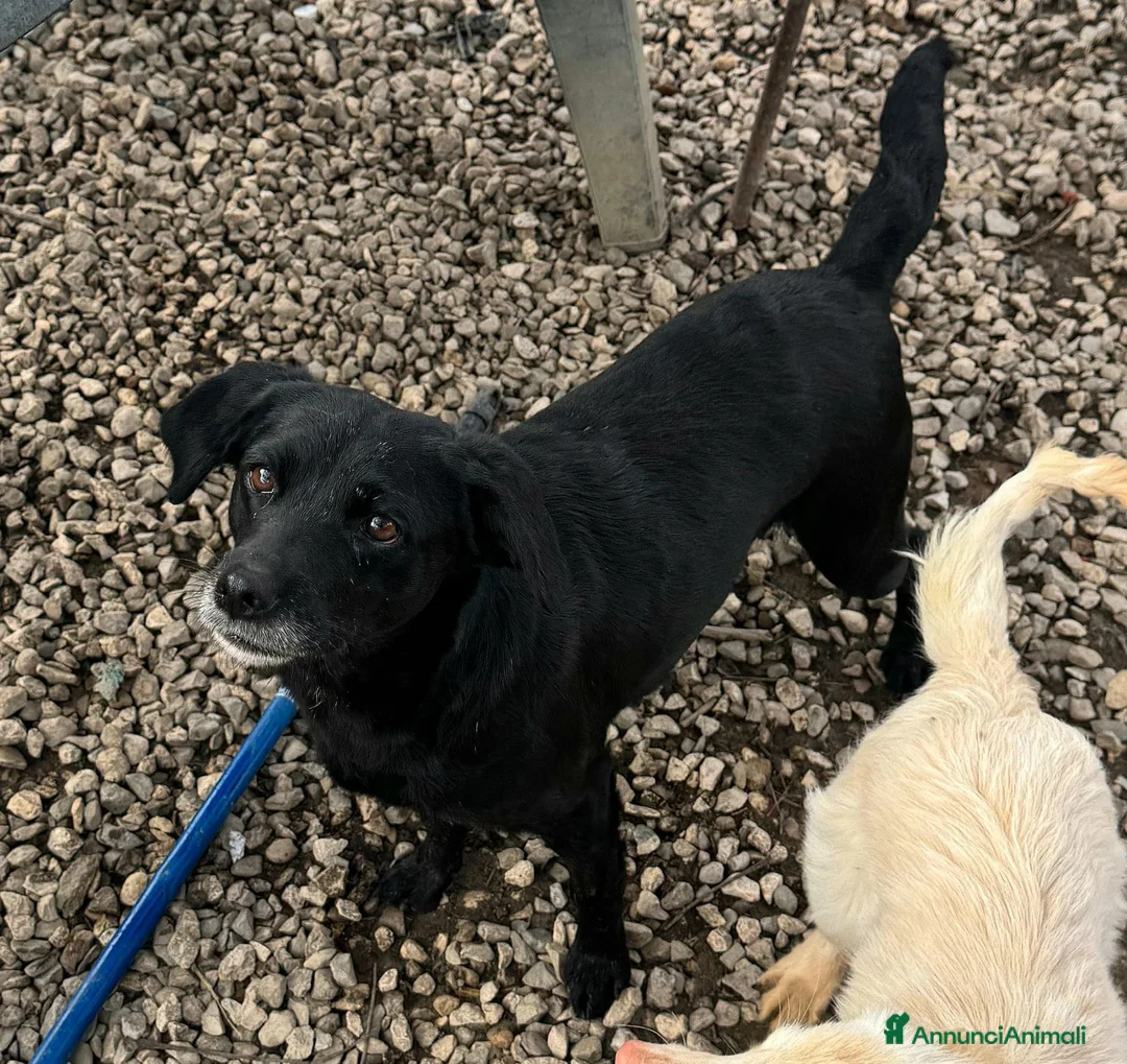 Meticcio cani in regalo: Monica 3 anni Taglia piccola  - Annuncio 2