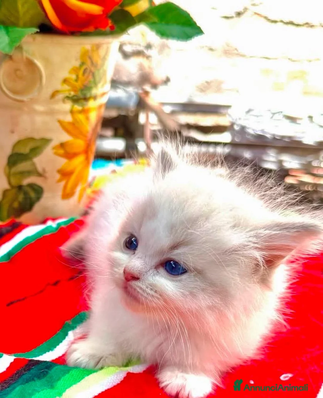 Ragdoll gatti in vendita: cucciolo ragdoll disponibile subito  - Annuncio 1