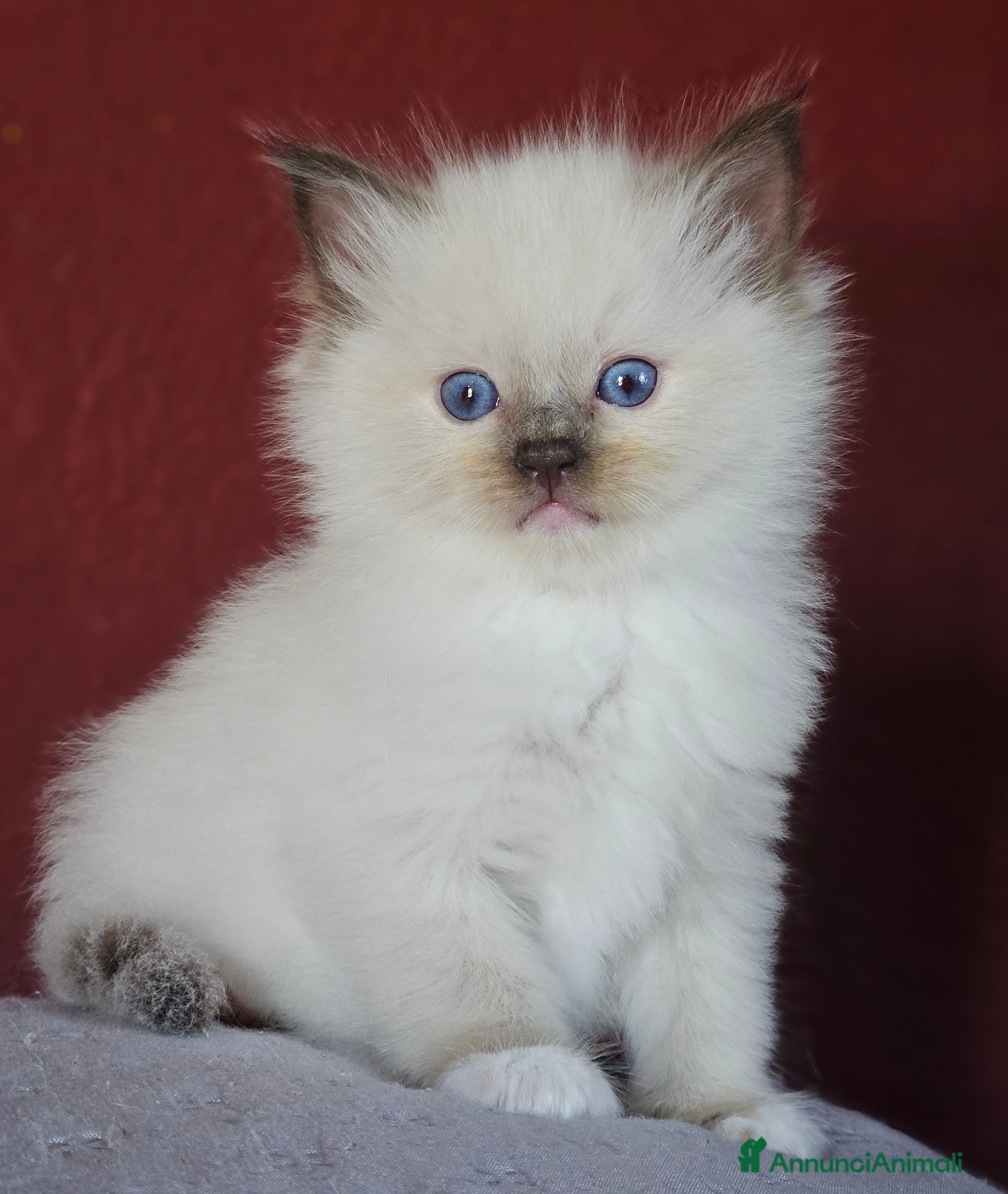 Ragdoll gatti Meravigliosa cucciolata Ragdoll  - Annuncio 2