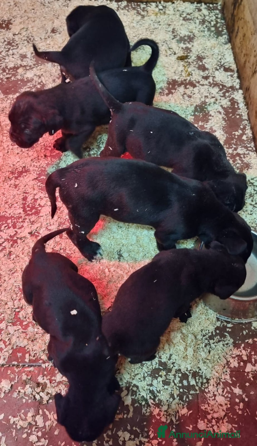 Cane Corso cani in vendita: Cuccioli Cane Corso  - Annuncio 3