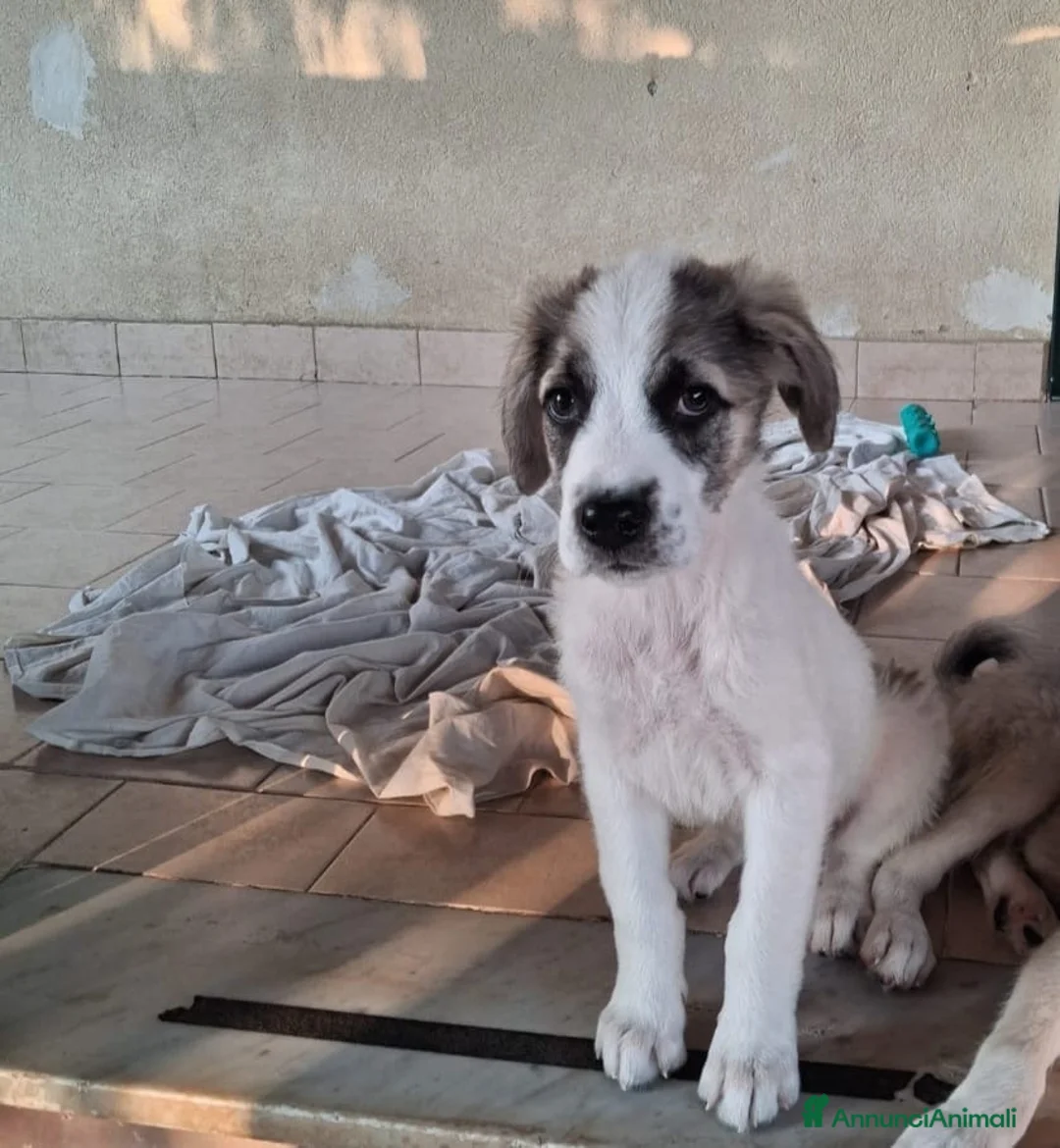 Meticcio cani in regalo: Totò .. guardate questo cucciooo meraviglioso  - Annuncio 2
