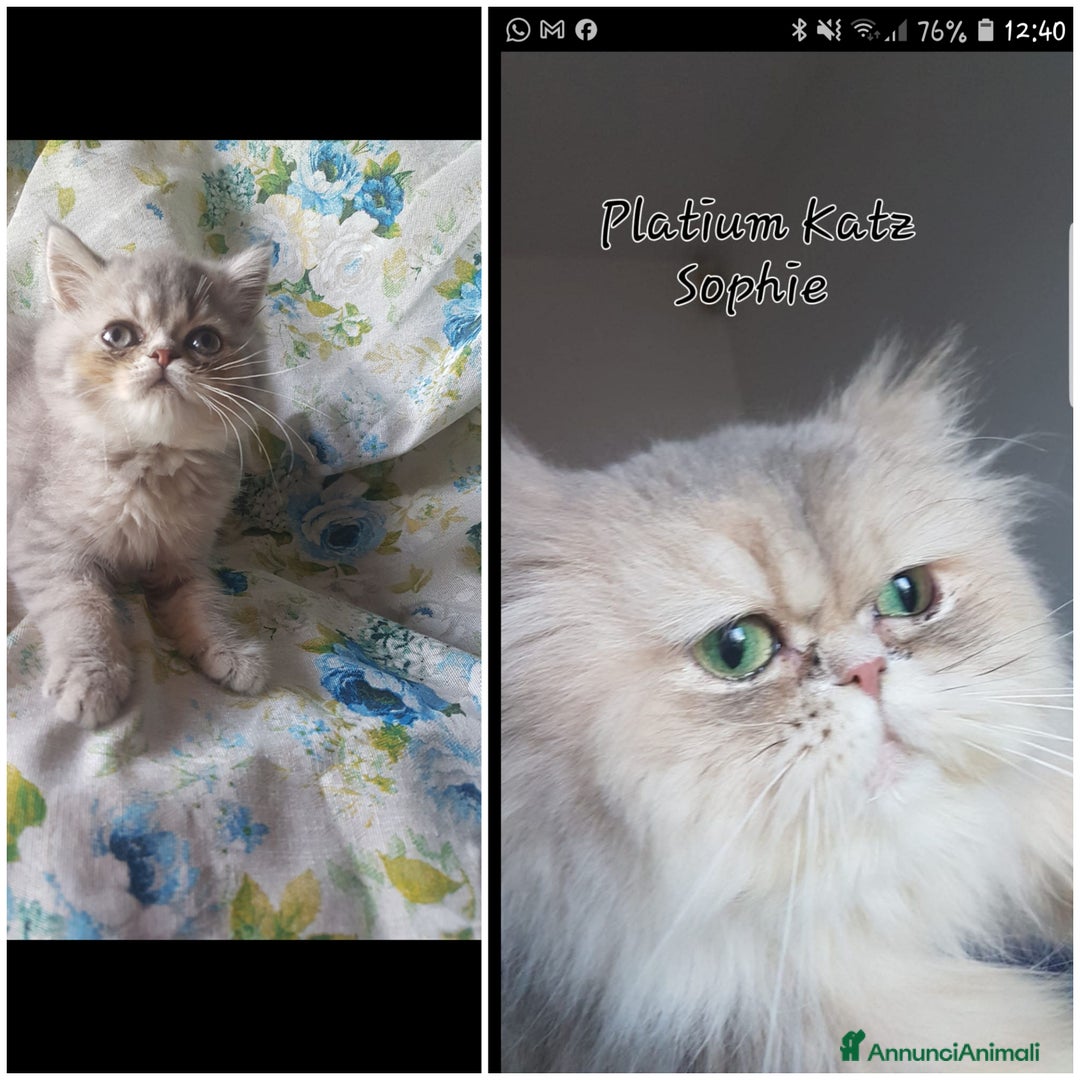 Exotic Shorthair gatti in vendita: Maschio exotic a Province of Pisa - Immagine 4
