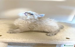 Siberiano gatti in vendita: Gatti Siberiani  a Provincia autonoma di Bolzano - Alto Adige - Immagine 2