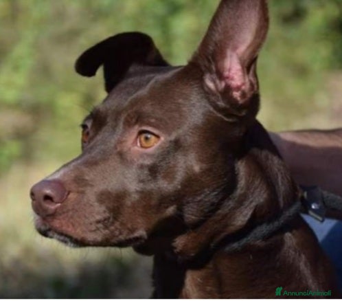 Meticcio cani Leila 8anni marrone INVISIBILE DA SEMPRE! LAZIO a Città metropolitana di Milano - Annuncio 2