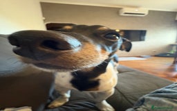 Jack Russell cani per accoppiamento: Charlie cerca fidanzatina !! - Immagine 9