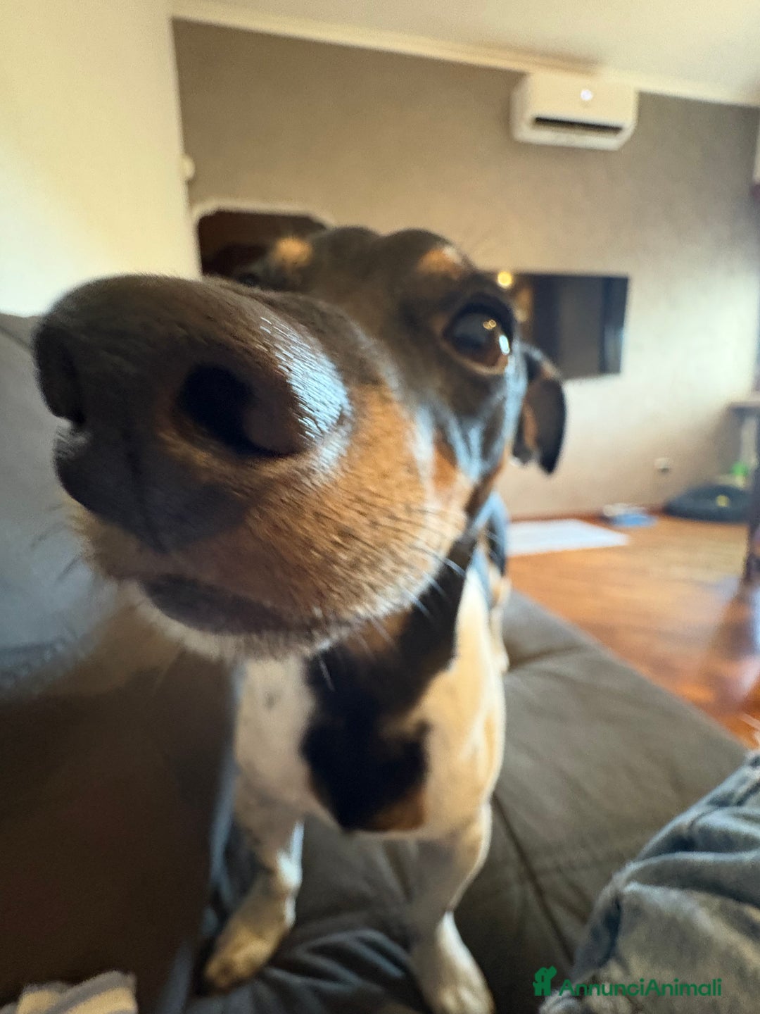 Jack Russell cani per accoppiamento: Charlie cerca fidanzatina !! - Immagine 9