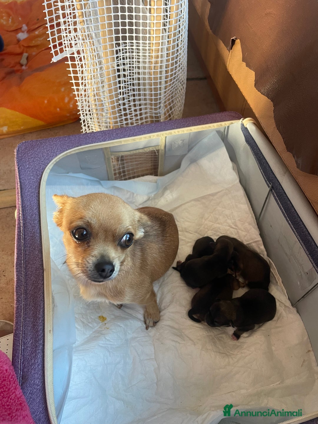 Chihuahua cani in vendita:   3 Cuccioli Chihuahua femmine  due mesi  - Annuncio 1