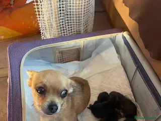 Chihuahua cani 3 Cuccioli Chihuahua femmine due mesi - Annuncio 34