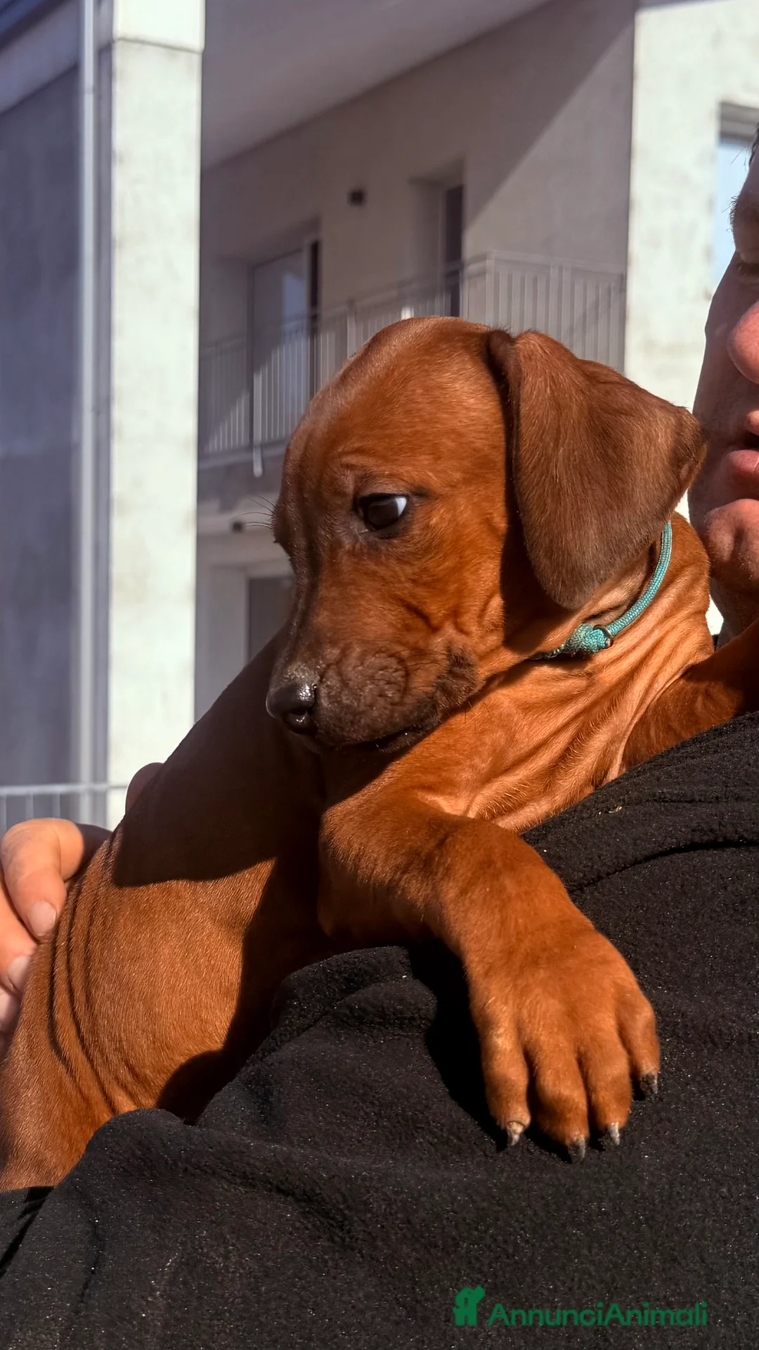 Rhodesian Ridgeback cani in vendita: Splendidi cuccioli di Rhodesian Ridgeback  - Annuncio 7