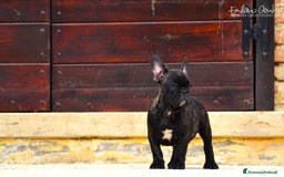 Bulldog Francese cani in vendita: Cucciolo maschio di bouledogue francese bringee  a Provincia di Rieti - Immagine 2
