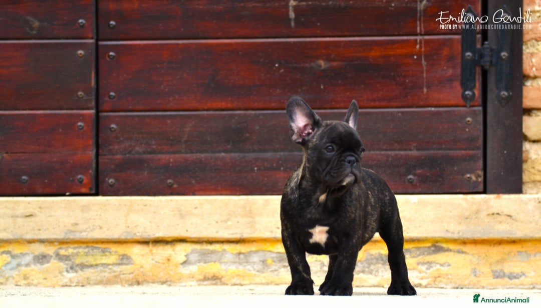 Bulldog Francese cani in vendita: Cucciolo maschio di bouledogue francese bringee  a Provincia di Rieti - Immagine 2
