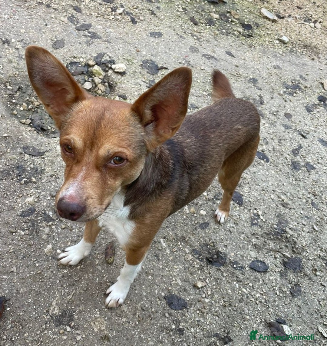 Meticcio cani in regalo: MEMOLE CANGU TAGLIA PICCOLA - Annuncio 5