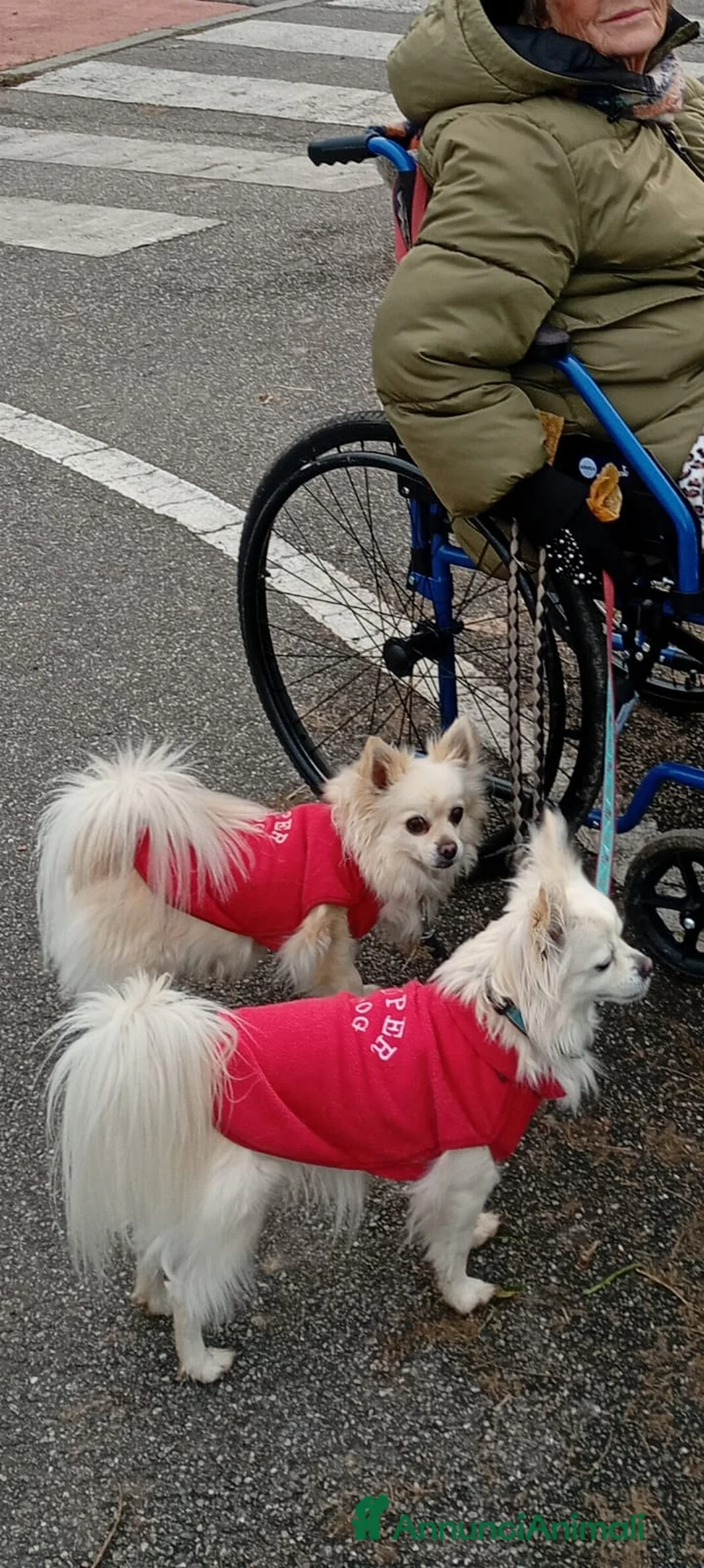 Chihuahua cani in regalo: Chihuahua pelo lungo regalo  a Città metropolitana di Milano - Annuncio 2