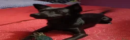 Meticcio cani in regalo: Loky taglia piccola 5 anni cerca casa urgente  - Annuncio 5