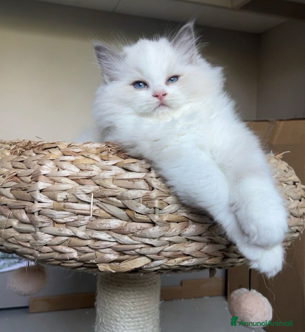 Ragdoll gatti in vendita: Straordinario cucciolo ragdoll - Annuncio 1