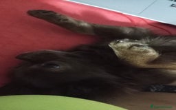 Chihuahua cani per accoppiamento: Isyde cerca fidanzato per fare cuccioli  a Città metropolitana di Milano - Immagine 2