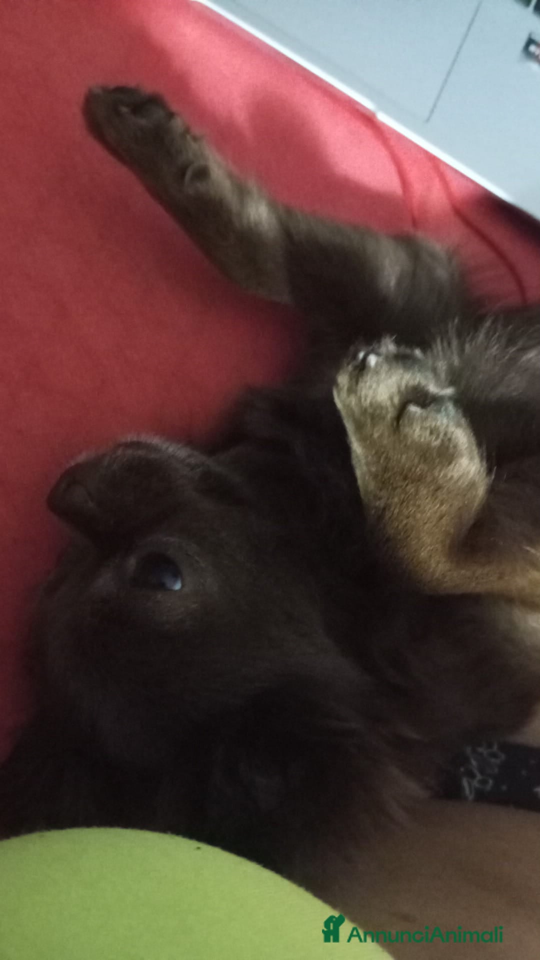 Chihuahua cani per accoppiamento: Isyde cerca fidanzato per fare cuccioli  a Città metropolitana di Milano - Immagine 2