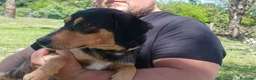Meticcio cani in regalo: LULU' TRADITA DA CHI PIU' AMAVA, IN ADOZIONE - Annuncio 4