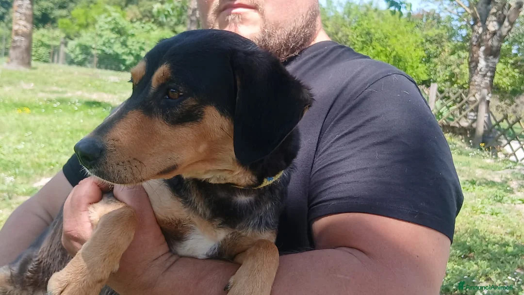 Meticcio cani in regalo: LULU' TRADITA DA CHI PIU' AMAVA, IN ADOZIONE - Annuncio 4