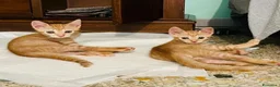 Europeo gatti in regalo: Gattini 2 mesi maschi - Annuncio 3