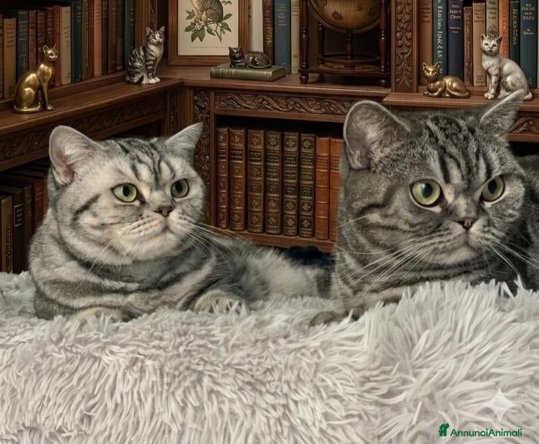 British gatti British Shorthair  - Annuncio 2